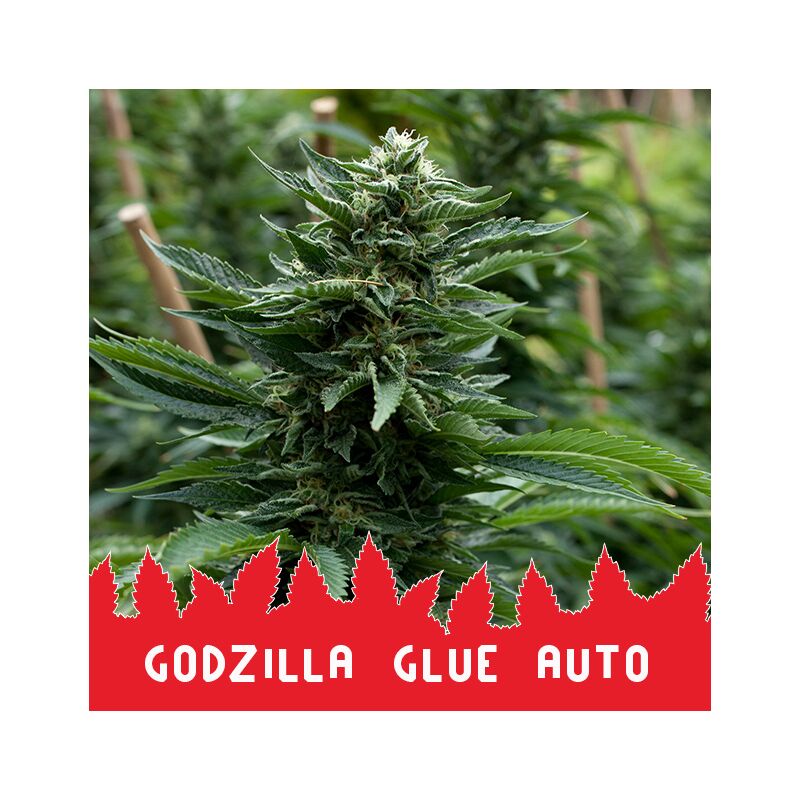 Godzilla Glue Auto, Фасовка: 10